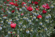 <p>Poppy plants are shown in a field before they are destroyed during a military operation in the municipality of Coyuca de Catalan, Mexico, April 18, 2017. (Photo: Henry Romero/Reuters) </p>