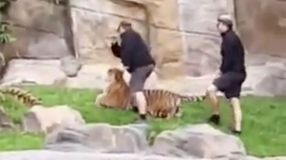 The second handler is then seen striking the tiger on the face. Source: Instagram / Xylatu