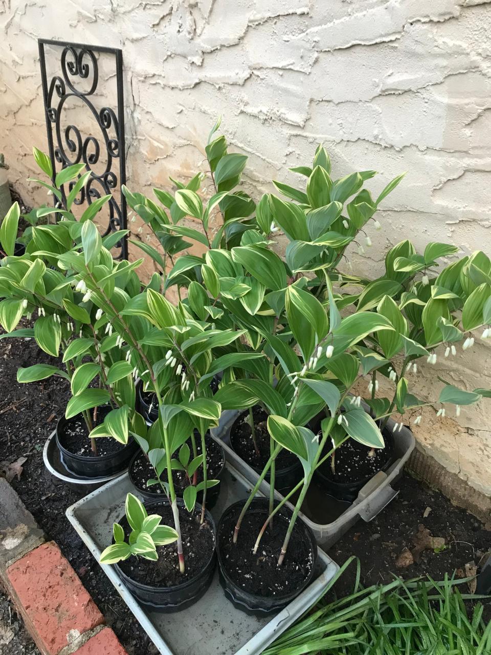 The annual North Hills Garden Club Plant Sale happens this weekend. This year there’s lots of Solomon seal. April, 2023