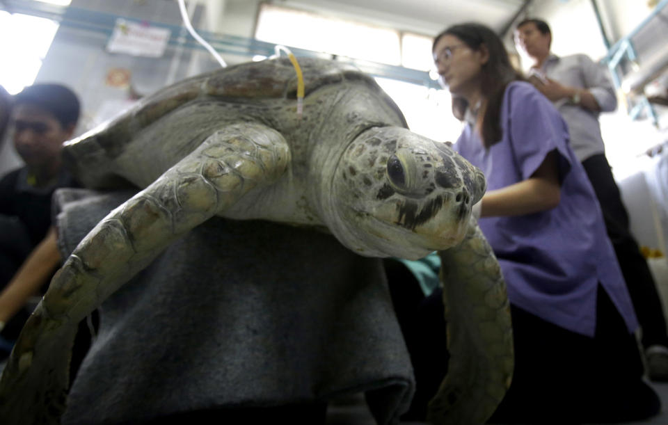 25-year-old green sea turtle "Bank" receives rehabilitation treatment at the Chulalongkorn University in Bangkok, Thailand, Friday, March 10, 2017. Veterinarians operated on Bank Monday to remove 915 coins weighing 5 kilograms (11 pounds) from her stomach, which she swallowed after misguided human passers-by tossed coin into her pool for good luck in eastern Thailand. (AP Photo/Sakchai Lalit)