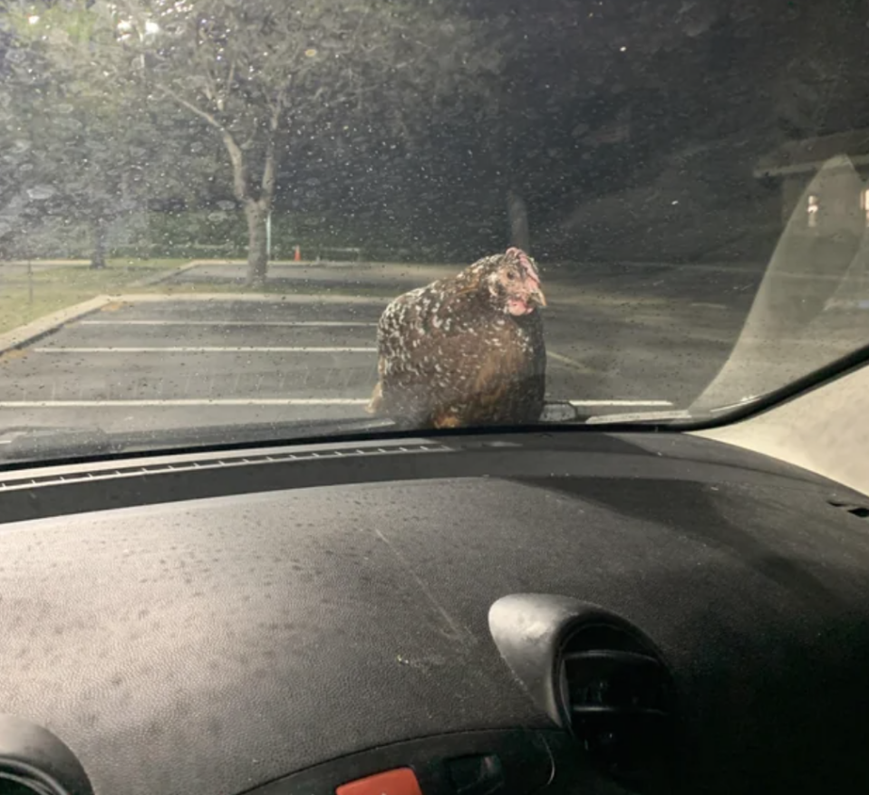 A chicken is sitting on the hood of a car