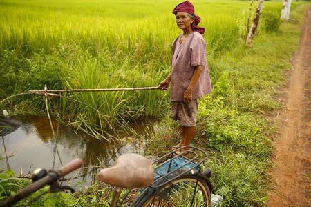 A farmer fishes in a rice field in a village near Udon Thani, Thailand, September 15, 2015. REUTERS/Jorge Silva