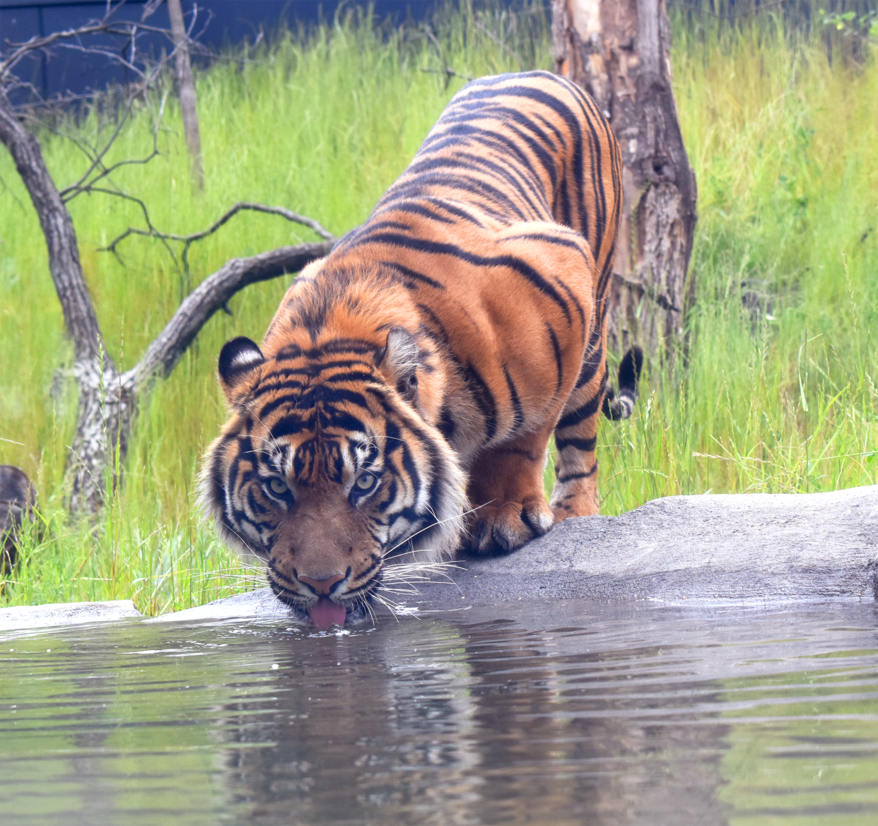 The Akron Zoo will host two events to mark International Tiger Day.