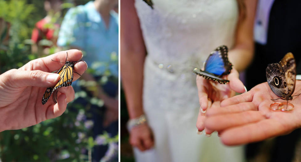 Butterfly release at wedding. 