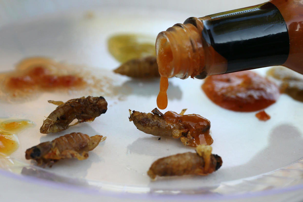 Pan-fried periodical cicadas are coated in hot sauce as part of the Hot Ones challenge between Mike Rothman and his friends at home on June 04, 2021 in Hyattsville, Maryland. / Credit: / Getty Images