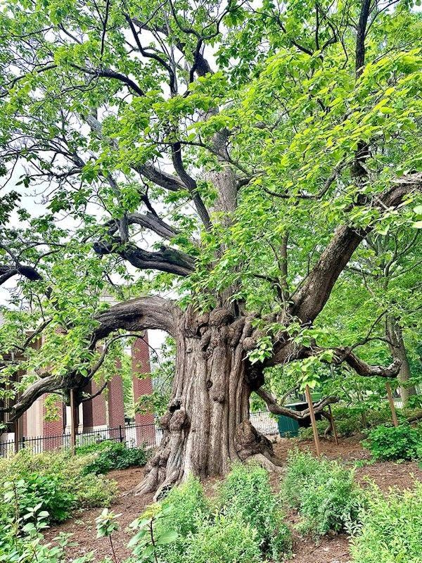A giant northern catalpa tree on the campus of the University of Mississippi is thought to be as old as the university which would make it approximately 175 years old.