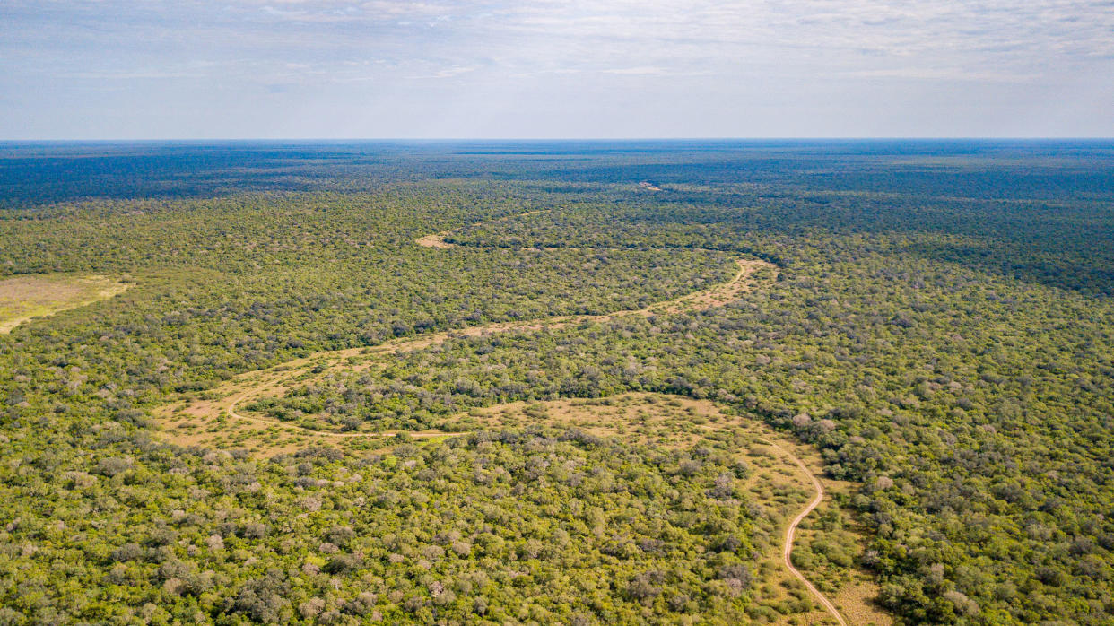 El Impenetrable National Park was created in 2014 in Argentina's Chaco Province. It protects over 300,000 acres of land, as well as endangered species like the giant armadillo, giant anteater, the tapir, maned wolf, and the jaguar.<span class="copyright">Matias Rebak—Rewilding Argentina</span>