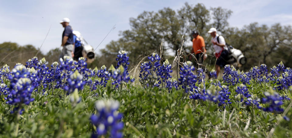 Golfers Andrew Loupe, left, and Steven Bowditch, right, with their caddies pass patch of wild bluebonnets on the ninth hole during the third round of the Texas Open golf tournament, Saturday, March 29, 2014, in San Antonio. (AP Photo/Eric Gay)