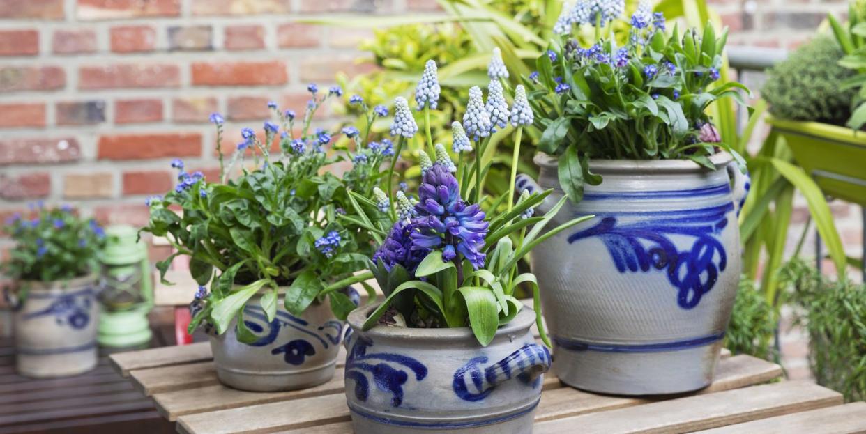 potted hyacinths on balcony table