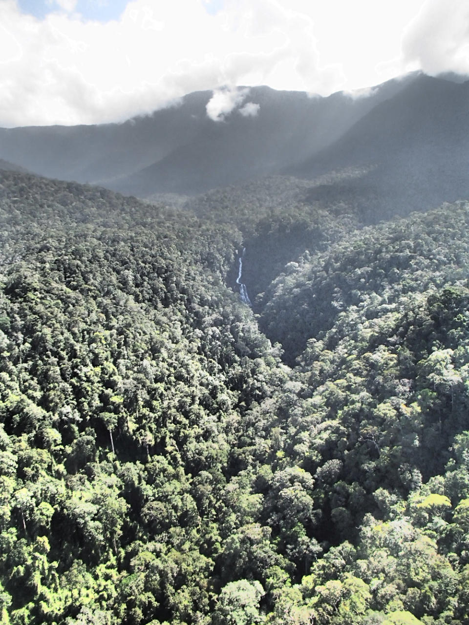 A view of the Tawai Forest Reserve. — Picture by LEAP