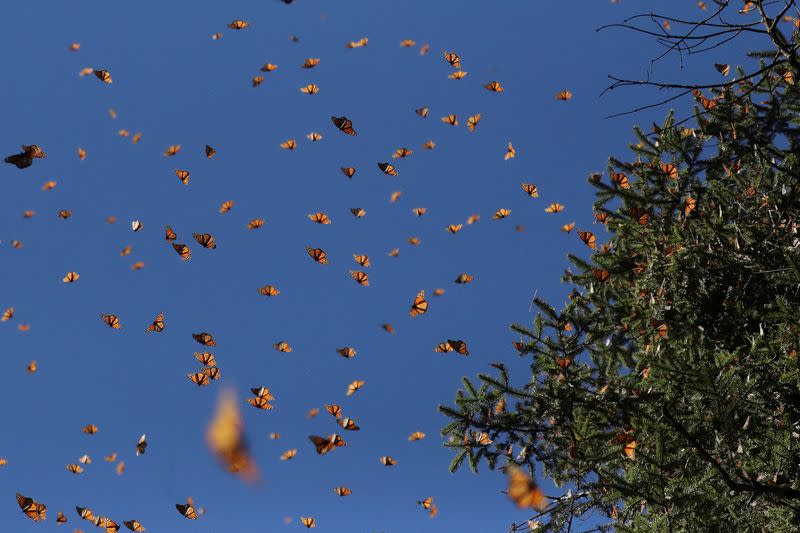 Mariposas Monarca en el santuario de mariposas Sierra Chincua de México