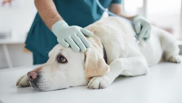 為何會有人想要切掉狗的尾巴 為貓咪實施去爪手術 熱血獸醫師的診間人性觀察