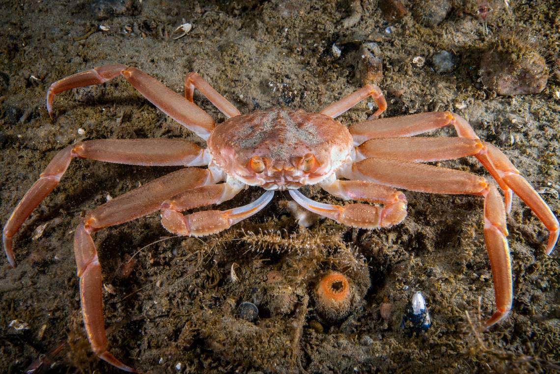 Snow Crab underwater in the St. Lawrence River in Canada.