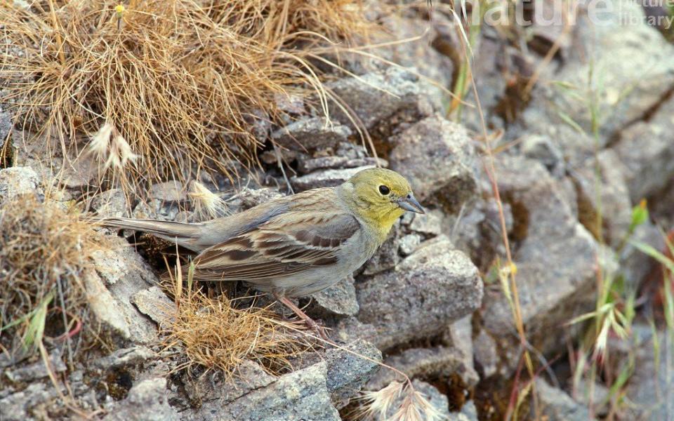 Look for the black bunting in the scrub or oak forest