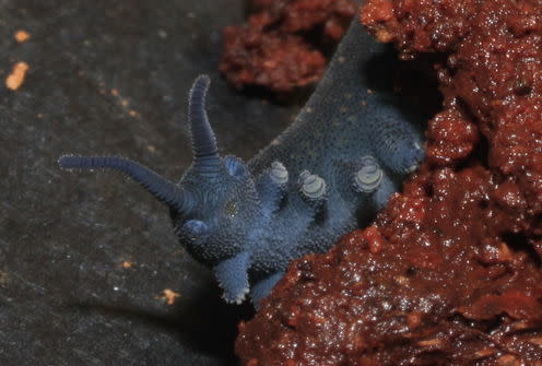 <span class="caption">Velvet worm.</span> <span class="attribution"><span class="source">Andras Kezzei</span>, <a class="link " href="http://creativecommons.org/licenses/by-nc-sa/4.0/" rel="nofollow noopener" target="_blank" data-ylk="slk:CC BY-NC-SA;elm:context_link;itc:0;sec:content-canvas">CC BY-NC-SA</a></span>