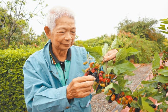 嘉義縣義竹鄉東榮村長丁勝義說，本季雖然缺水，但多數果農利用水井灌溉淹田，使得桑椹產量較未受影響。（張毓翎攝）