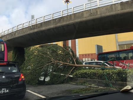 A fallen tree is seen next to traffic along a road following Typhoon Hato in Macau, China, August 24, 2017 in this picture obtained from social media. Karen Yung via REUTERS