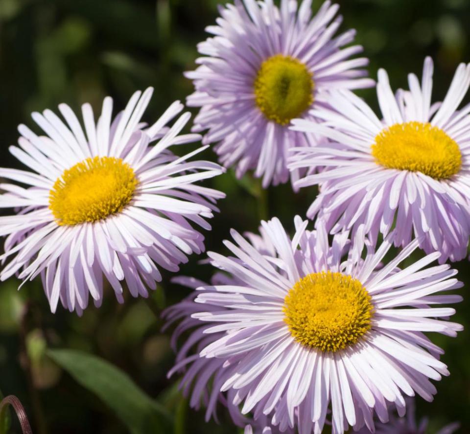 Erigeron speciosus ‘Quakeress’