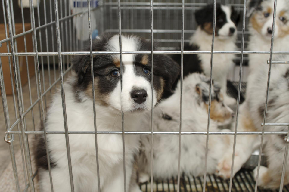 sad puppy stares at you through cage