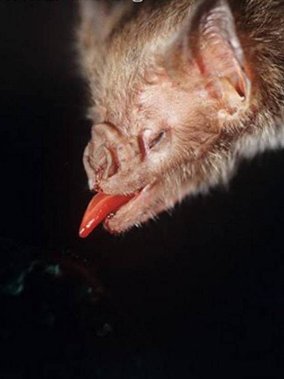 A vampire bat extends its tongue. New research finds that these bats have limited taste reception, even for potentially dangerous bitter flavors.