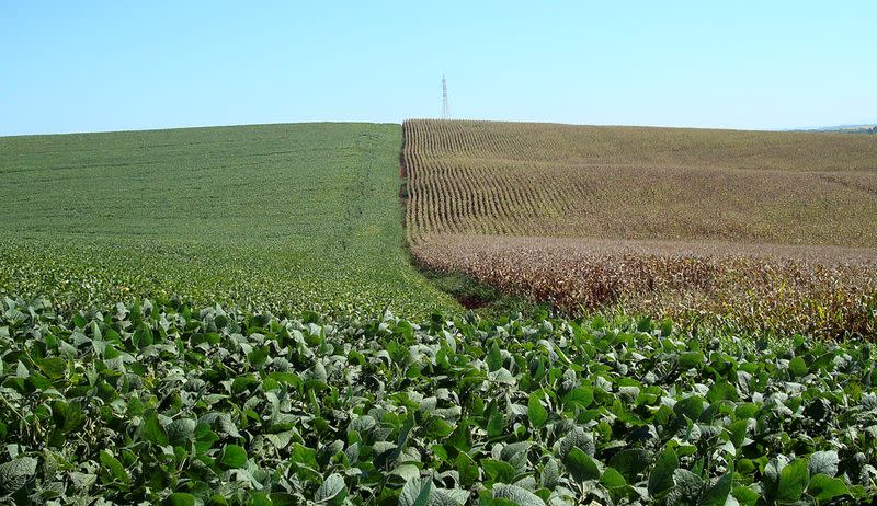 FILE PHOTO: Corn and soybeans fields are seen beside each other in Cruz Alta