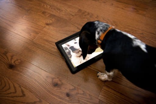 "Bandit" watches Dog TV in Washington, DC. Studies have indicated that 60 to 70 percent of Americans already leave a television or radio on when they leave their dogs alone