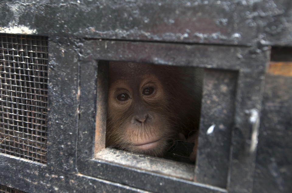 A young Sumatran orangutan looks out from its travel cage as it arrives at the Sumatran Orangutan Conservation Programme quarantine at Batu Mbelin, near Medan in North Sumatra, Indonesia November 16, 2015. Three baby Sumatran orangutan were recovered recently by police after they arrested wildlife traffickers who smuggled them out of Aceh province.  REUTERS/Y.T. Haryono      TPX IMAGES OF THE DAY     