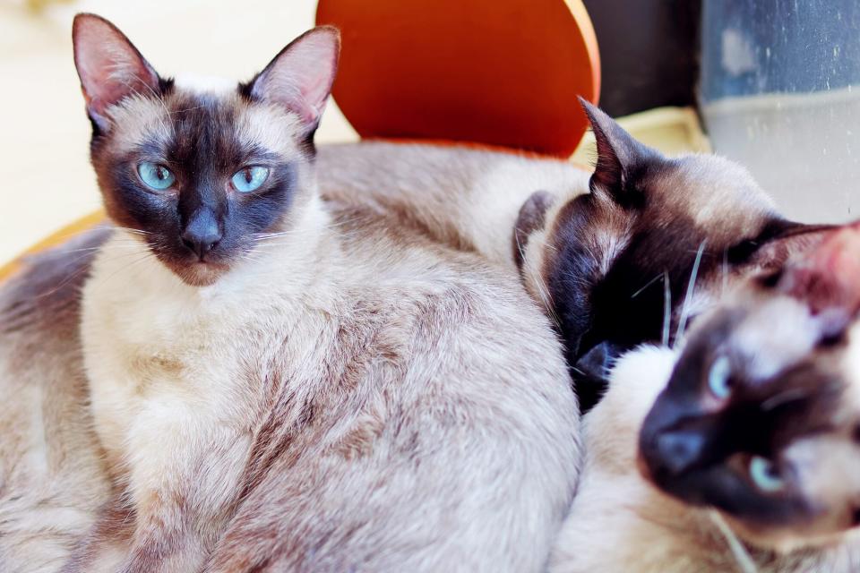 Siamese cats that are a breed like the Sanderson Sister from Hocus Pocus