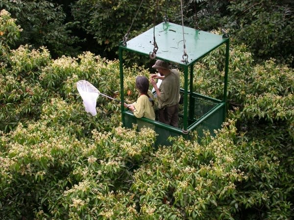 Researchers Dawn Frame and Alexey Tishechkin in the crane gondola netting insects attracted to flowers of the tree Nectandra purpurascens.