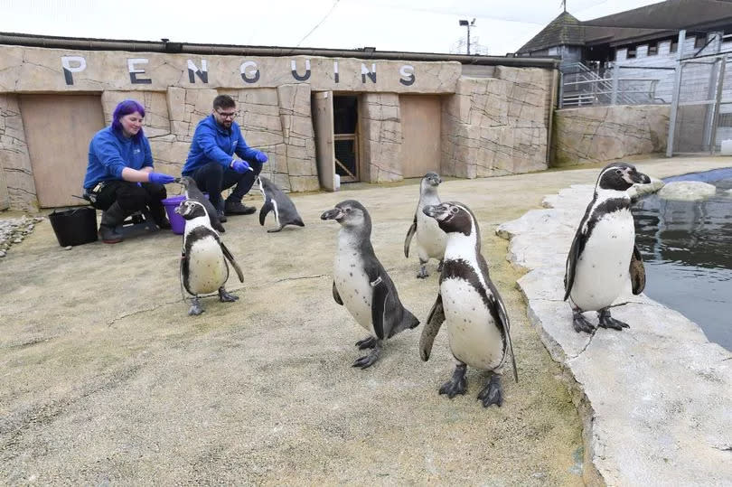 The Five Sisters Zoo is home to 22 Humboldt penguins -Credit:Stuart Vance/ReachPlc