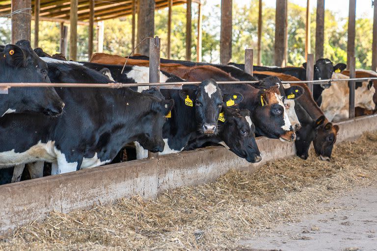 El foco de la nota es una infraestructura para tambos que están implementando productores lecheros de bajo costo para tener a las vacas bajo techo y así no padecen el calor fuerte o el barro con las lluvias. También sirve para que la gente en los tambos trabaje mejor.
La novedad acá son los galpones construidos con postes y el techo con una lona especial. Es una solución de bajo costo y eficente.