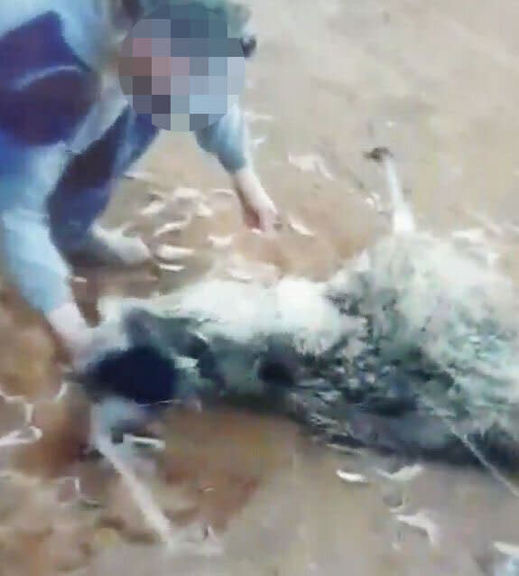 A still from a video of the emu being dragged underneath a barbed wire fence during an animal attack in Walgett.