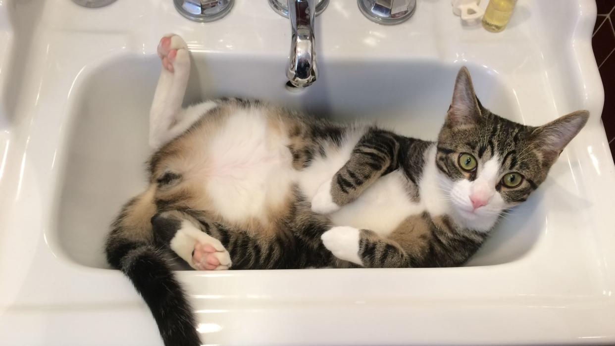  A cat reclines in a sink. 