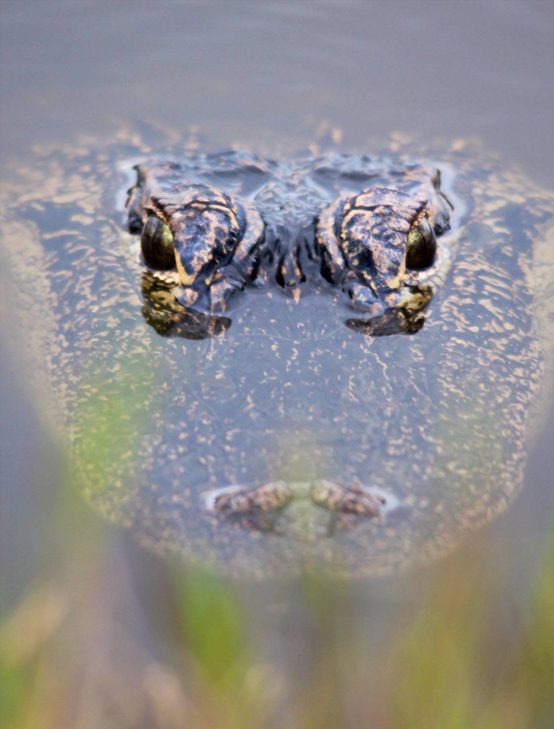 An American alligator looks up a pond bank at Donnelley WMA. Jeff Kidd/jkidd@beaufortgazette.com