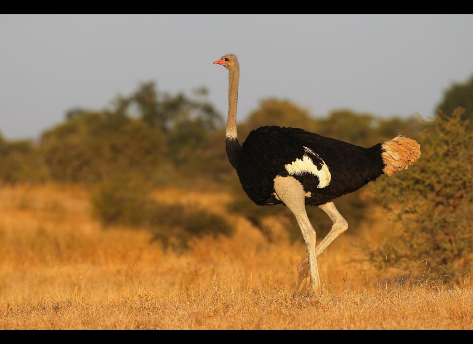 An ostrich walks around Mashatu.  <em>  Photo by Cameron Spencer/Getty Images</em>