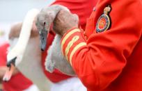 David Barber, The Queen's Swan Marker holds a cygnet as officials record and examine cygnets and swans during the annual census of the Queen's swans, known as 'Swan Upping', along the River Thames in London