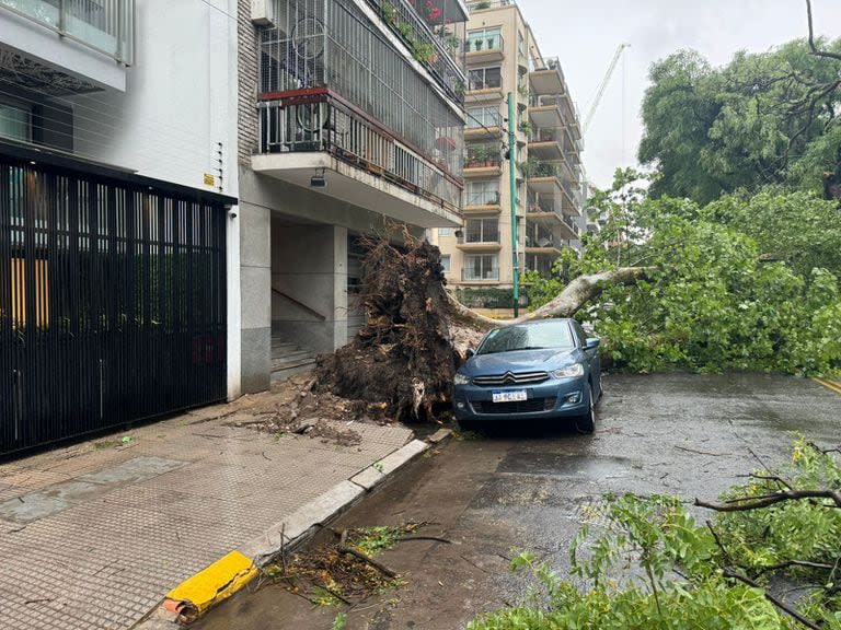 Árbol que aplastó cuatro autos en Pampa al 900