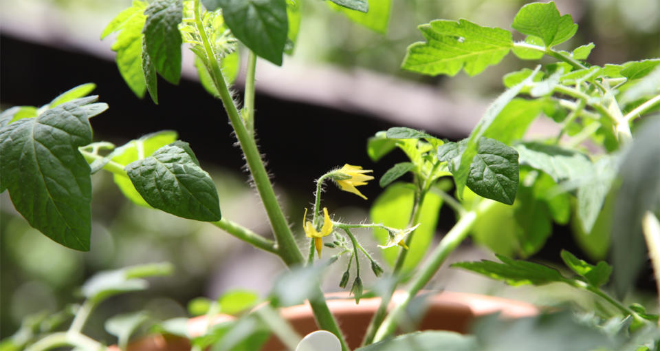 Inspect your tomatoes for any irregularities or signs of disease.  (Rose Langbein)