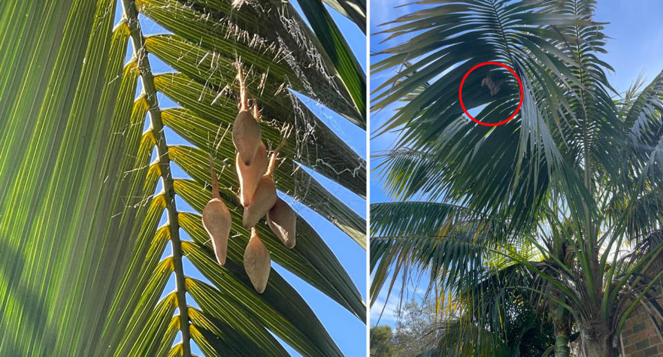 Spider pods/eggs hanging from palm tree. 