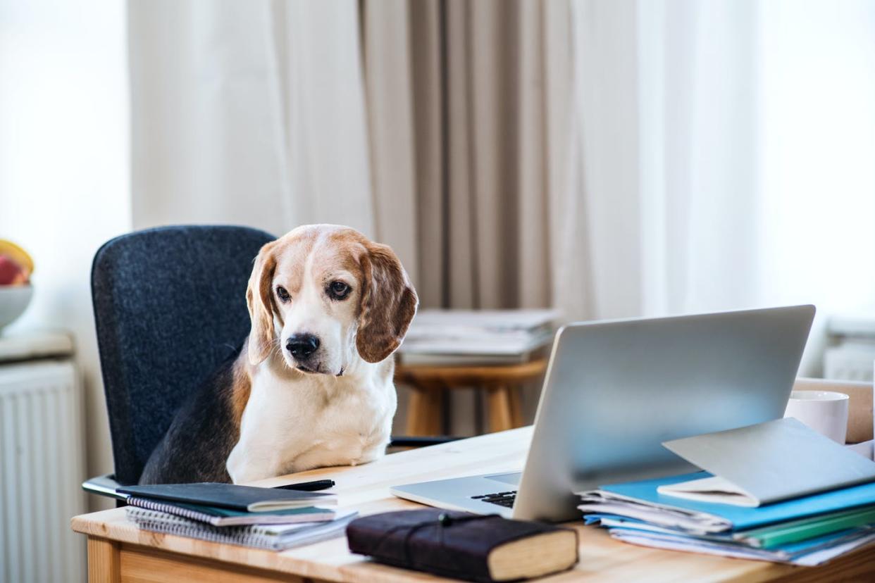 <span class="caption">Working from home involves new co-workers.</span> <span class="attribution"><a class="link " href="https://www.gettyimages.com/detail/photo/dog-sitting-on-a-chair-at-a-table-with-laptop-in-royalty-free-image/1142537289?adppopup=true" rel="nofollow noopener" target="_blank" data-ylk="slk:Halfpoint Images/Getty Images;elm:context_link;itc:0;sec:content-canvas">Halfpoint Images/Getty Images</a></span>