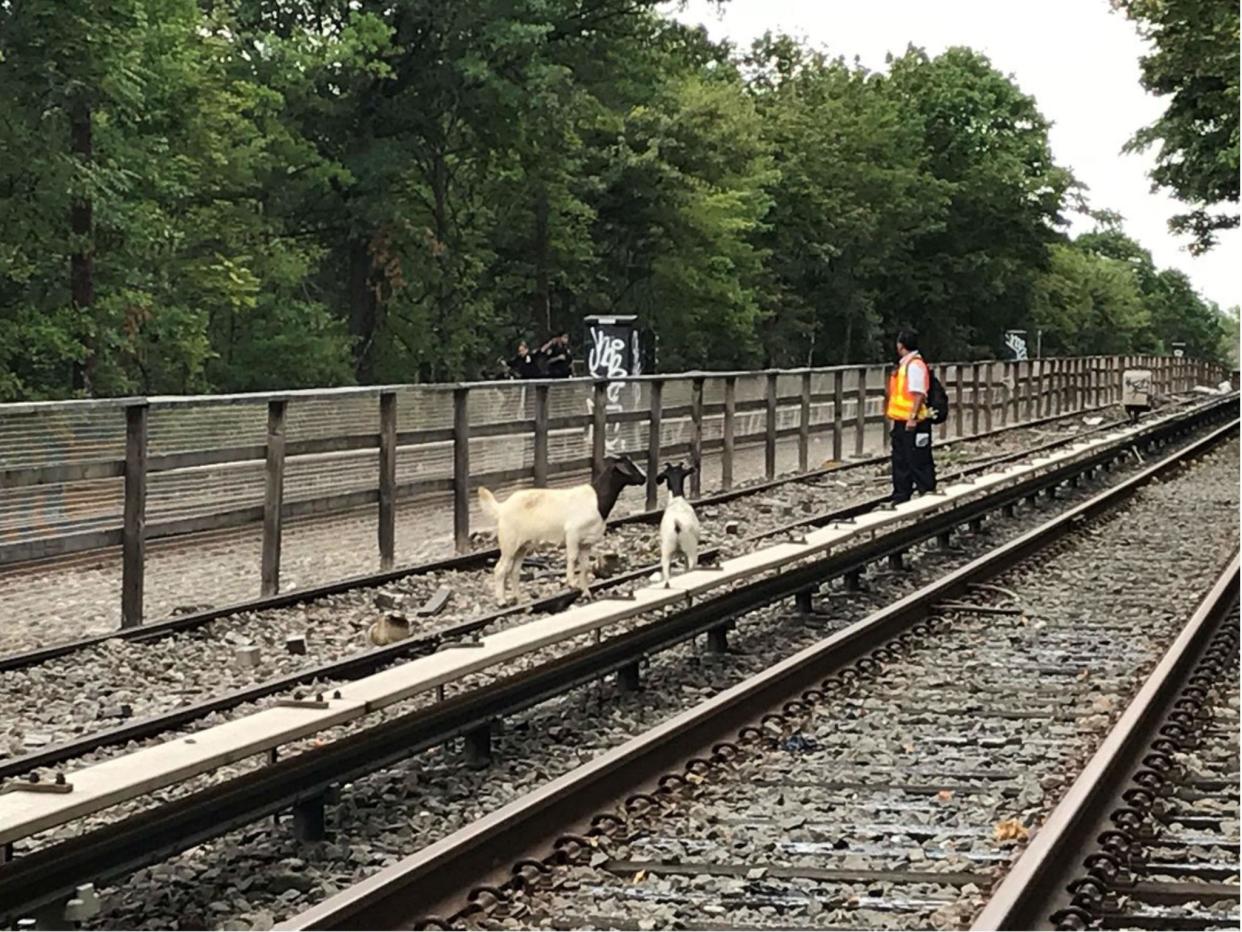 The goats were seen Monday afternoon and later taken to an animal sanctuary in upstate New York: Metropolitan Transportation Authority