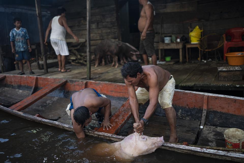 Unos hombres suben un cerdo a un barco en un matadero en el barrio de Belén de Iquitos, Perú, el sábado 25 de mayo de 2024. Esta comunidad indígena en el corazón de la Amazonía peruana organiza el Festival de Cine Flotante Muyuna, que celebra los bosques tropicales. (Foto AP/Rodrigo Abd)