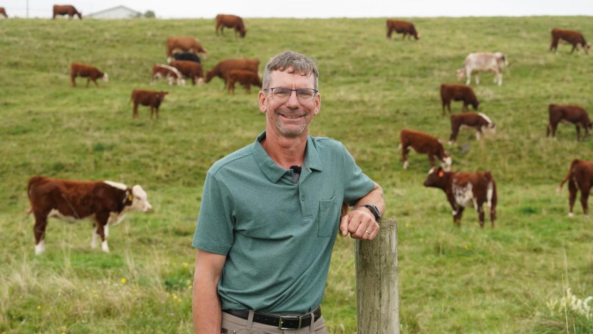 Kelp wanted: Why researchers are adding seaweed to cattle’s diet