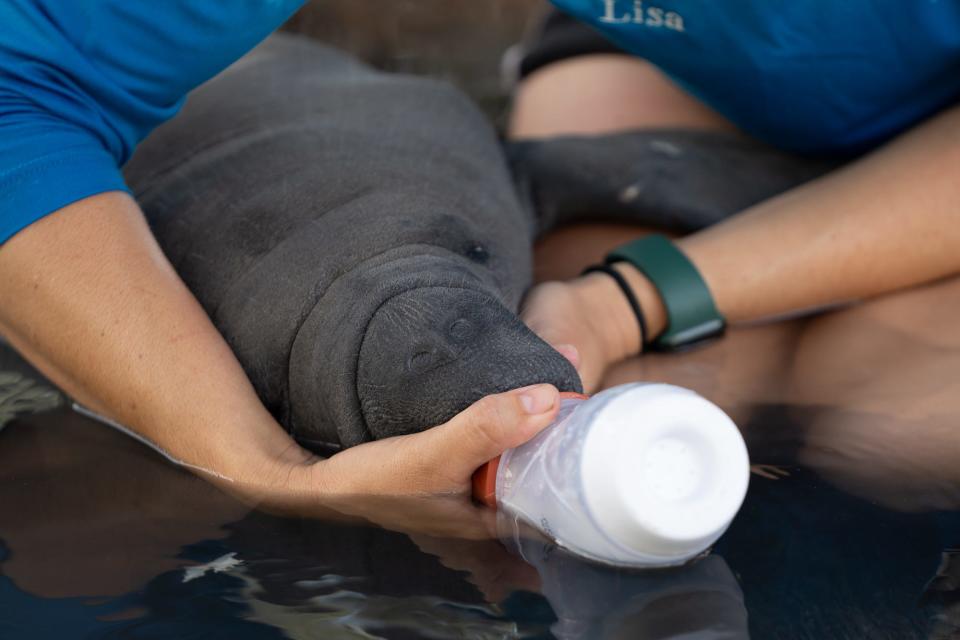 September 7, 2023; Tampa, FL, USA; Lisa Smith, animal care supervisor at ZooTampa attempts to bottle feed a manatee calf. The calf, age two to three months, was found after Hurricane Idalia, and staff do not know how she was abandoned from her mom.