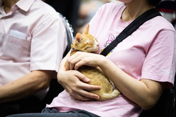 Person holds a sleeping orange kitten in their lap