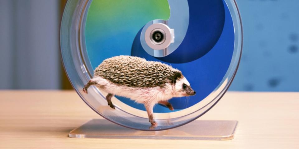 Microsoft Edgehog