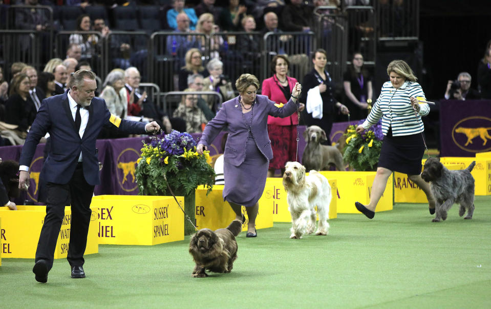 Dogs compete to become best