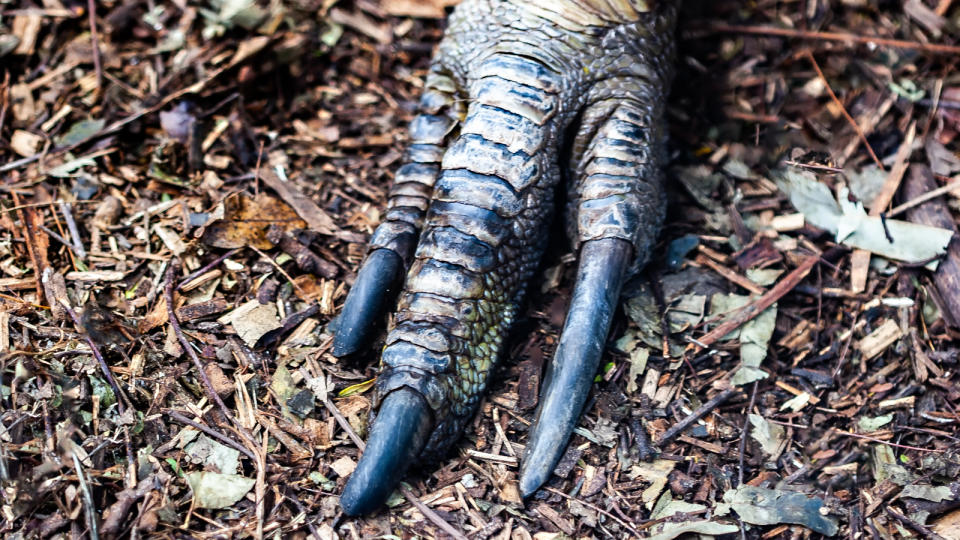 Close-up of the southern cassowary claw.