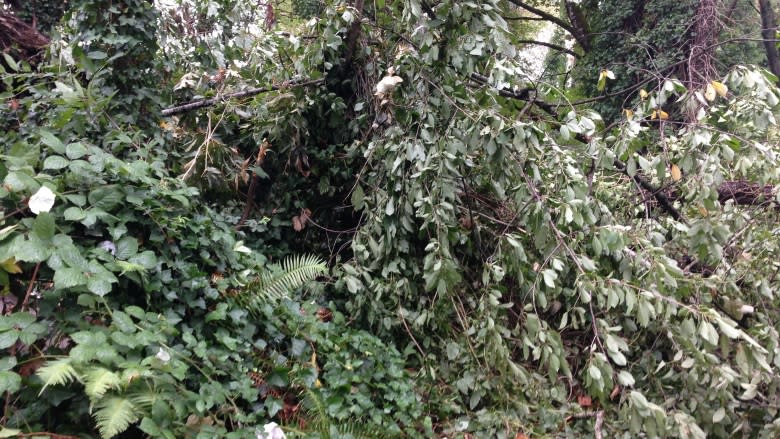 Surrey's homeless felt the wrath of the windstorm