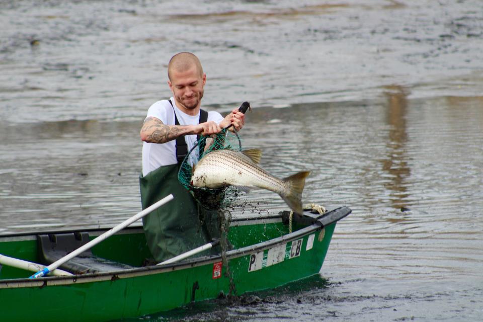 Tyler Spader, 31, rescues a striped bass from Little Silver Lake in Point Pleasant Beach, N.J.